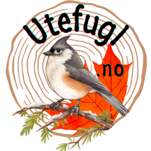 Utefugl.no logo