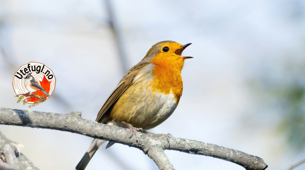 Bird Food Guide 2025 - All about feeding outdoor birds