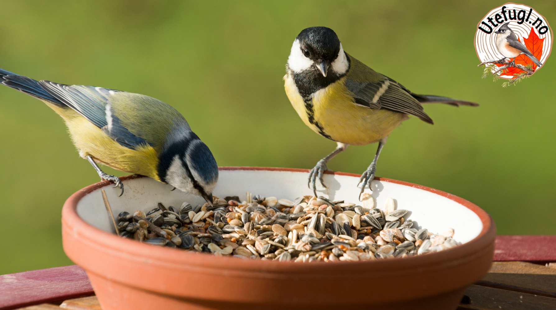 Which birds come to the bird feeder?