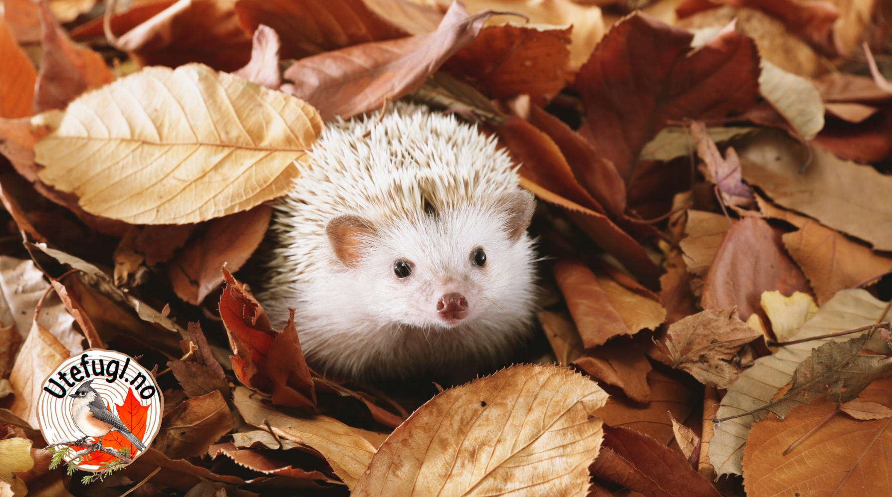 Pinnsvin trenger hjelp