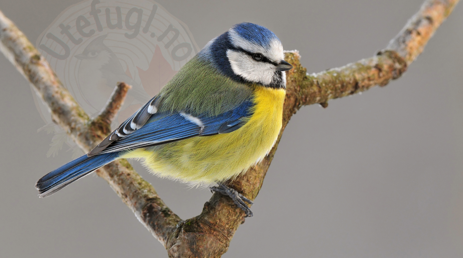 Great Tit – facts and tips for birds in the garden