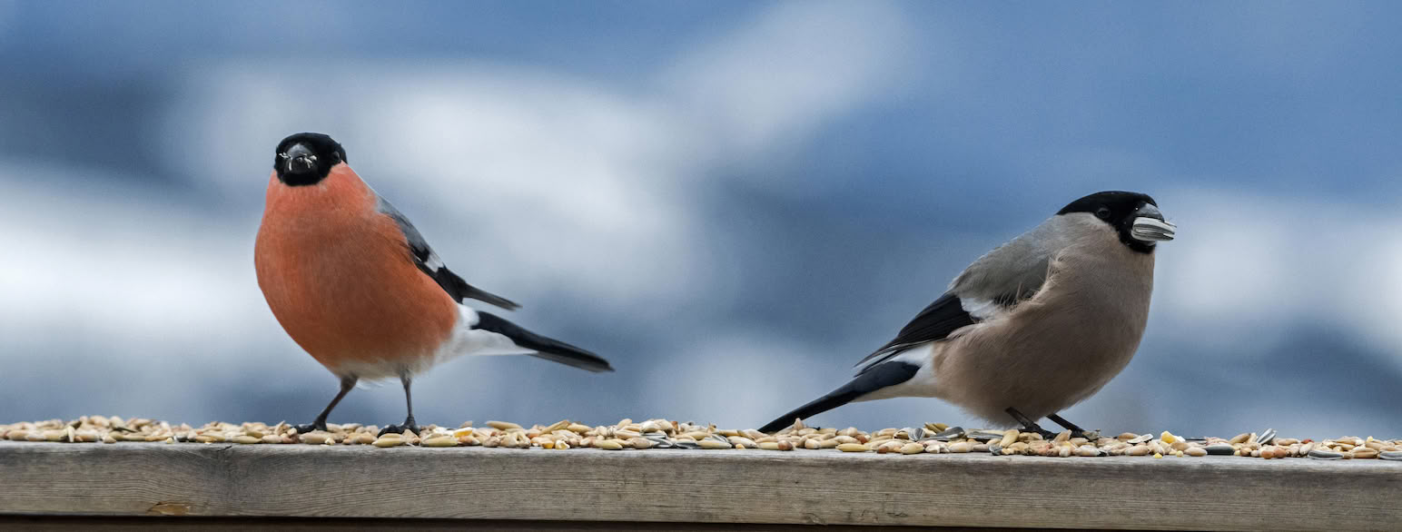 How to Attract Bullfinch to the Garden – Tips for Getting a Visit from the Christmas Bird