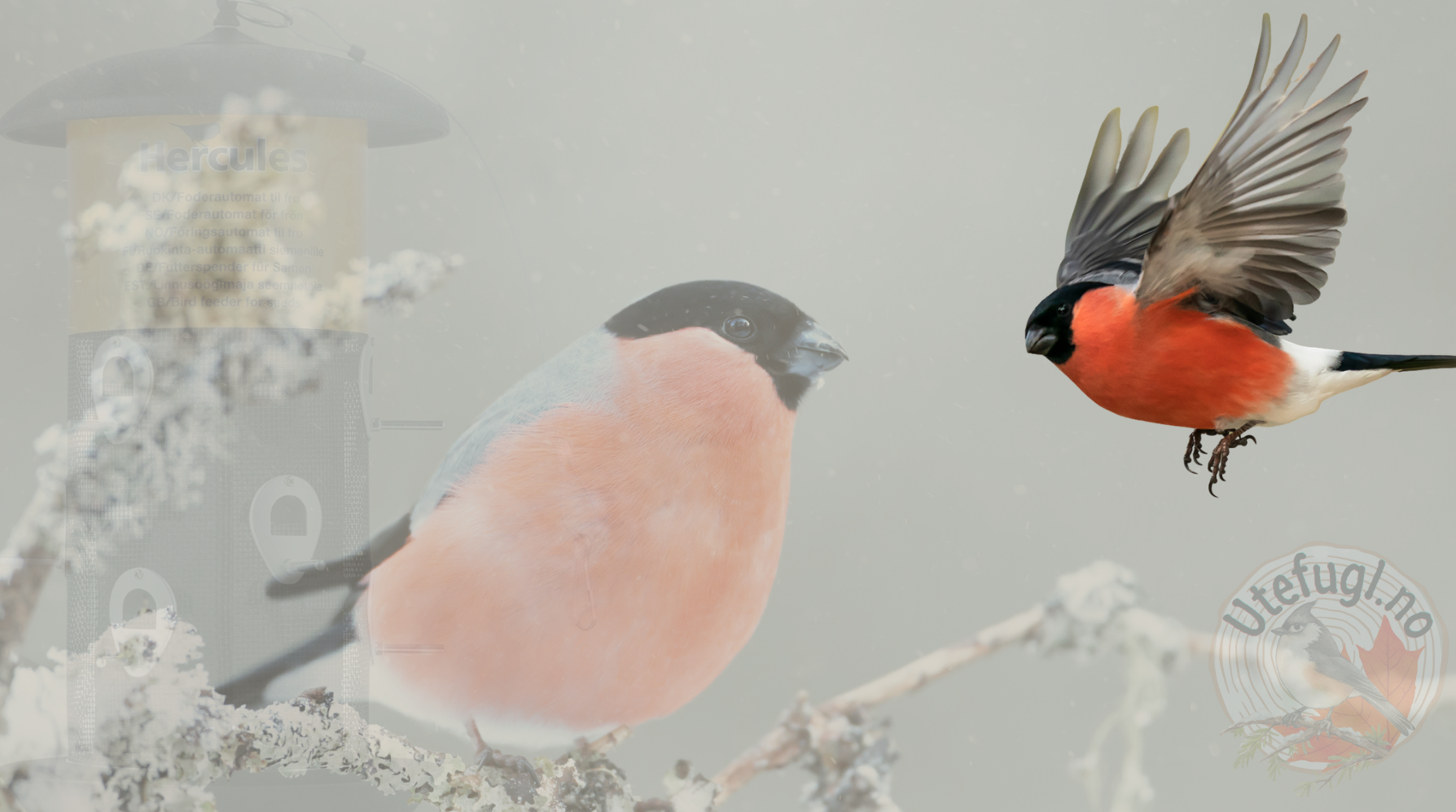 How to Attract Bullfinch to the Garden – Tips for Getting a Visit from the "Christmas Bird"