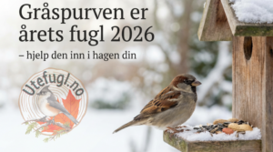 Gråspurven er årets fugl 2026 – hjelp den inn i hagen din