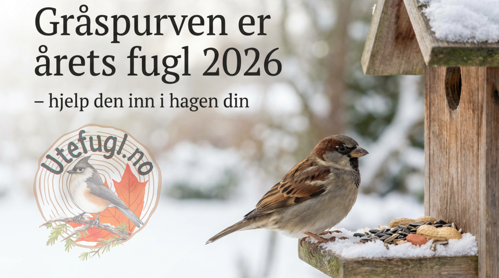 Gråspurven er årets fugl 2026 – hjelp den inn i hagen din