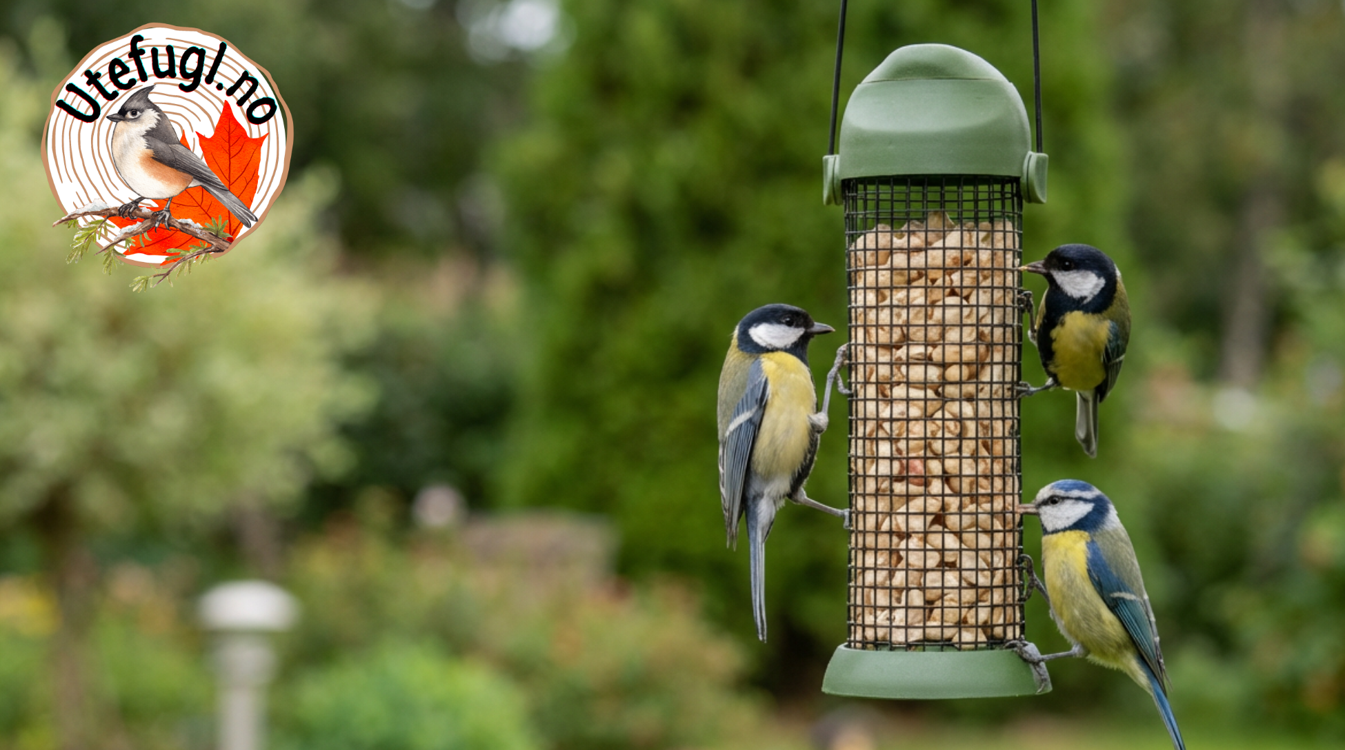 Kjøttmeis hakker peanøtt i peanøttmater – usaltede peanøtter til fugl fra utefugl.no