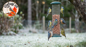 Peanøtter til fugl.