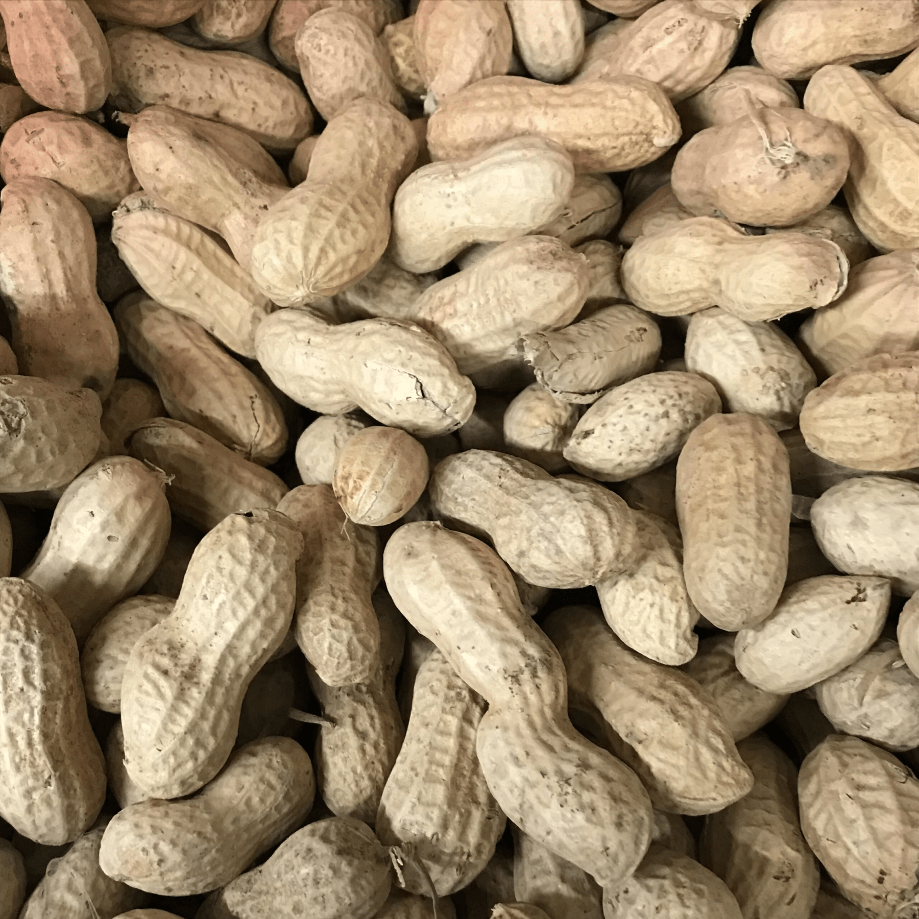 Peanuts in shell 10 kg