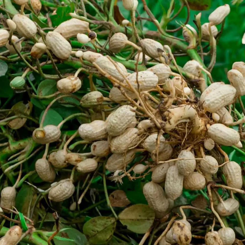 Peanuts in shell 10 kg