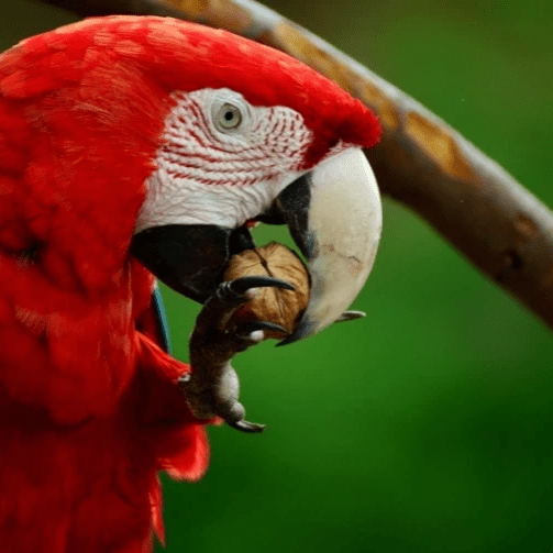 Peanuts in shell 10 kg
