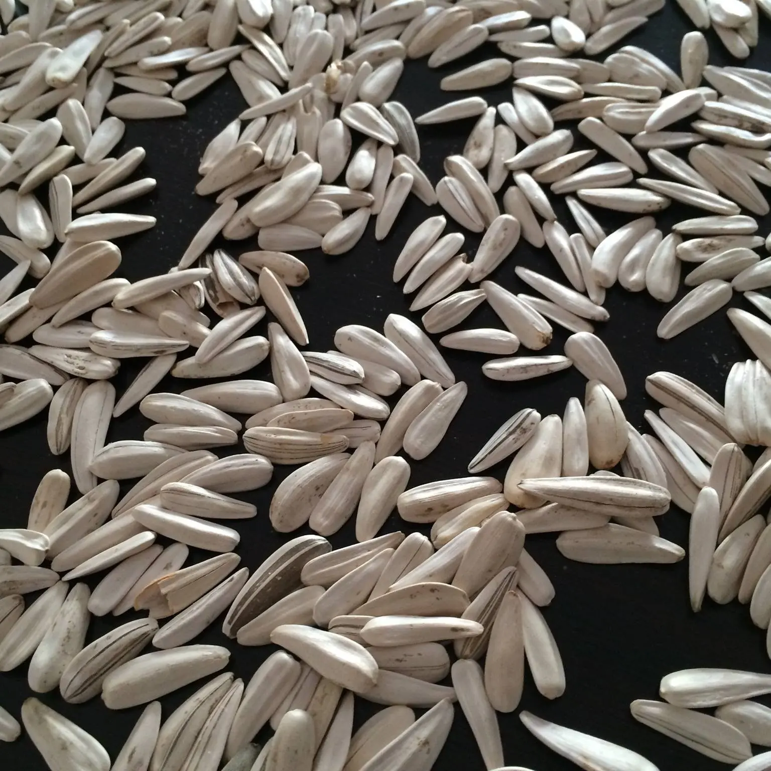 Sunflower Seeds White
